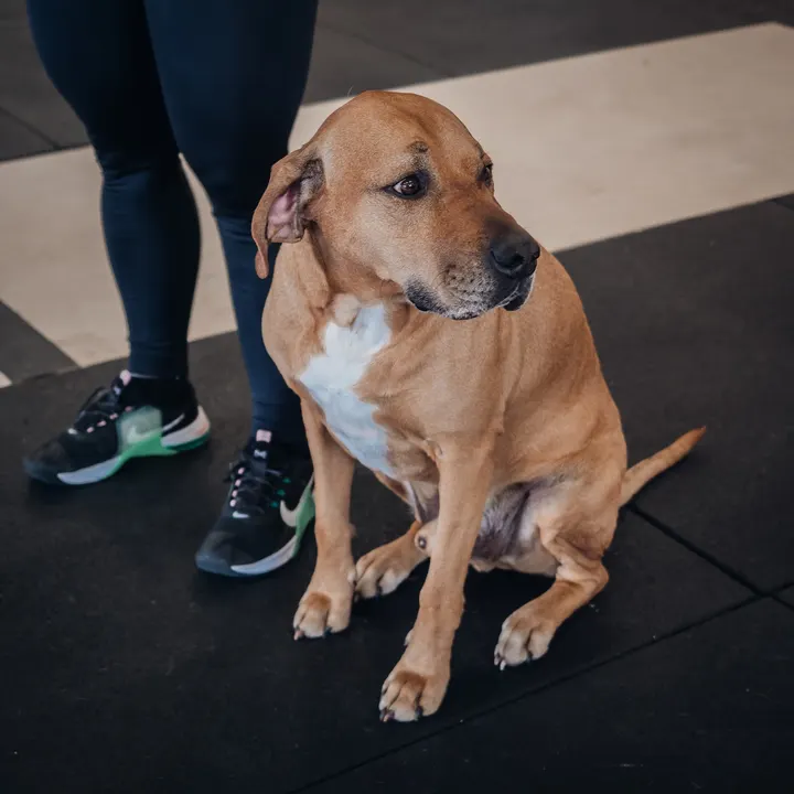 CrossFit & Lifting Varkaus — crossfit-studio – Varkaus — 5