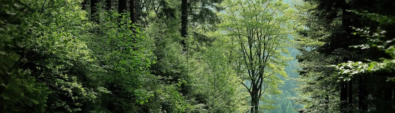 Det Sunde Sind — breathwork-studio i Indre By, København — 2