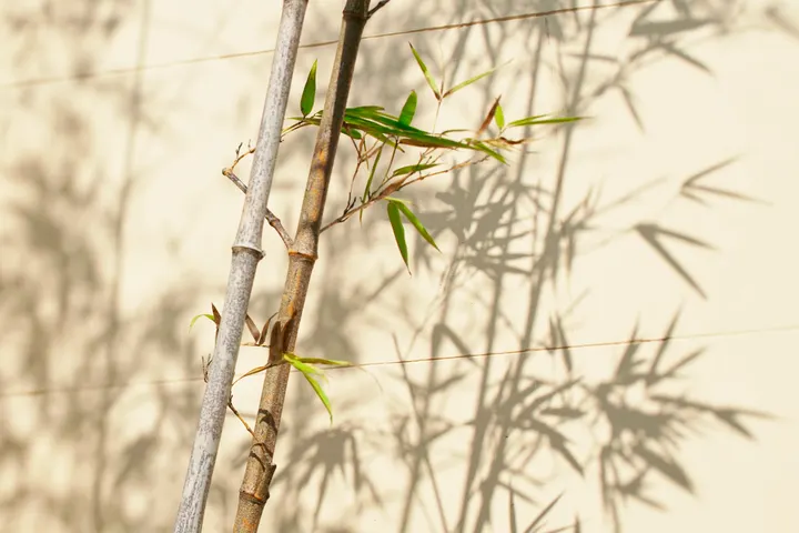 Bamboo Yoga — yoga-studio à Besançon — 5