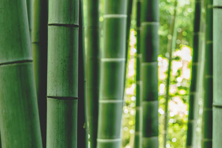 Bamboo Yoga — Yoga à Citadelle, Besançon