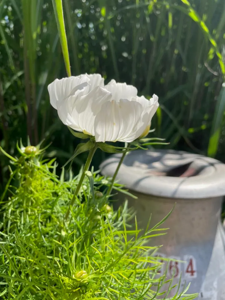 Rise n’ Shine — yoga-studio i Staffanstorp — bild 4