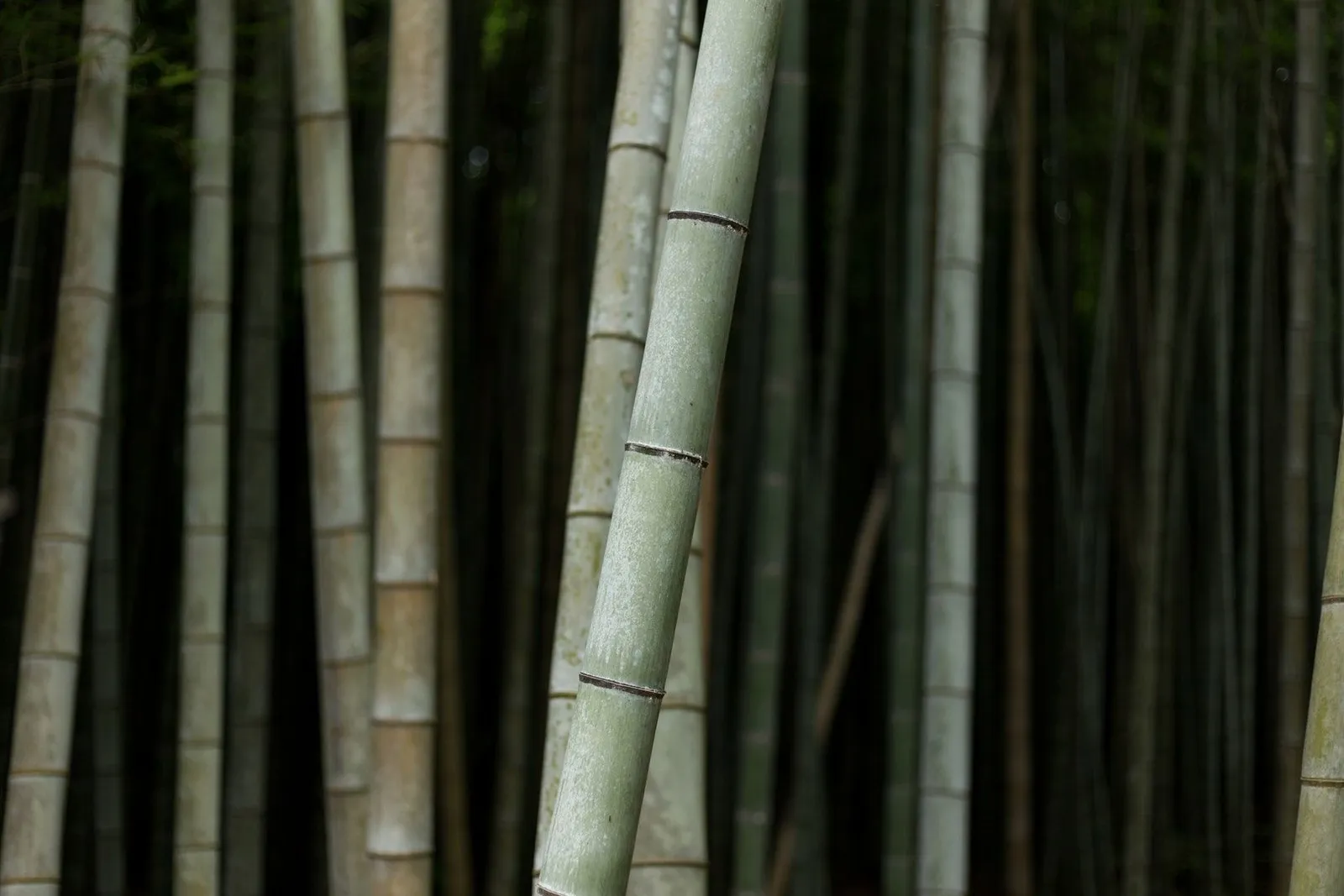 Okinawa Shorin-ryu Karatedo Shido Kan Dojo — kampfsport-studio in Barbara, Trier — 3