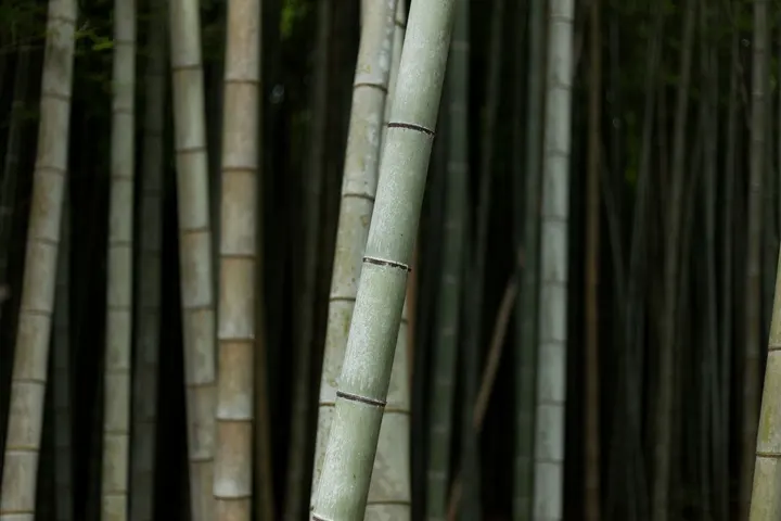 Okinawa Shorinryu Shidokan Karatedo Trier — kampfsport-studio in Barbara, Trier — 3