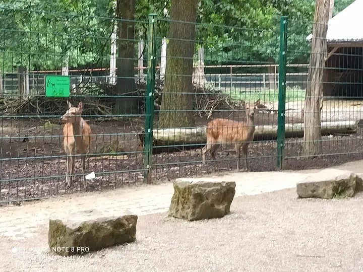 Waldklettergarten Pforzheim — klettern-studio in Buckenberg, Pforzheim — 2