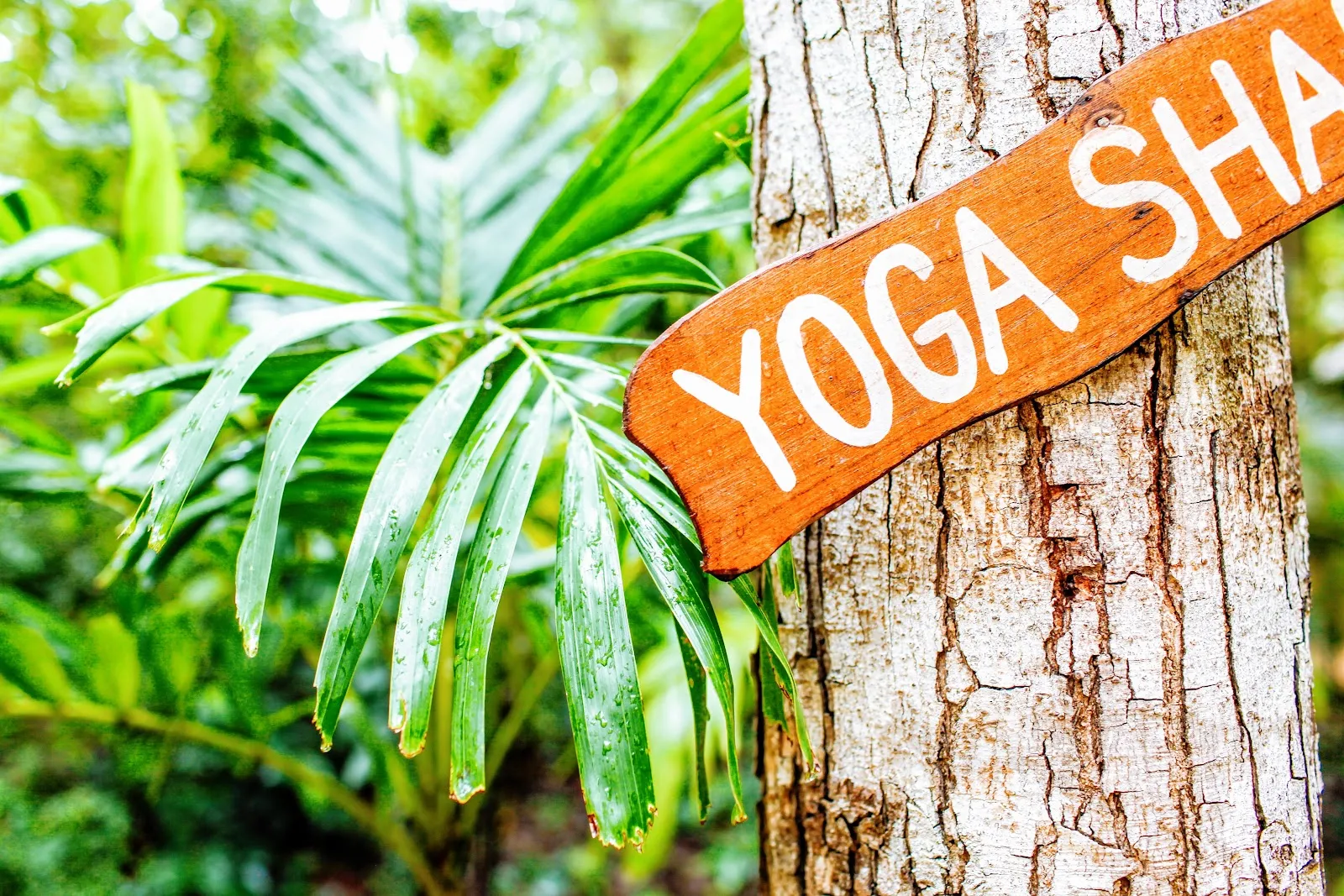 Clases de Yoga & Consulta Nutrición Ayurveda, Masaje Ayurveda, Retiro Panchakarma Ayurveda, en Fuengirola, Málaga — yoga-studio en Fuengirola — 3