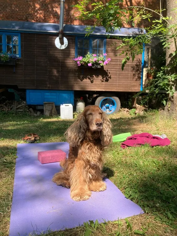 Yoga mit Anke Grobheiser — yoga-studio in Niederschönhausen, Berlin — 2