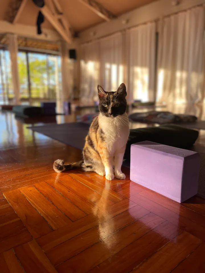 Samadhi Yoga — Yoga in Kommelkwartier, Maastricht