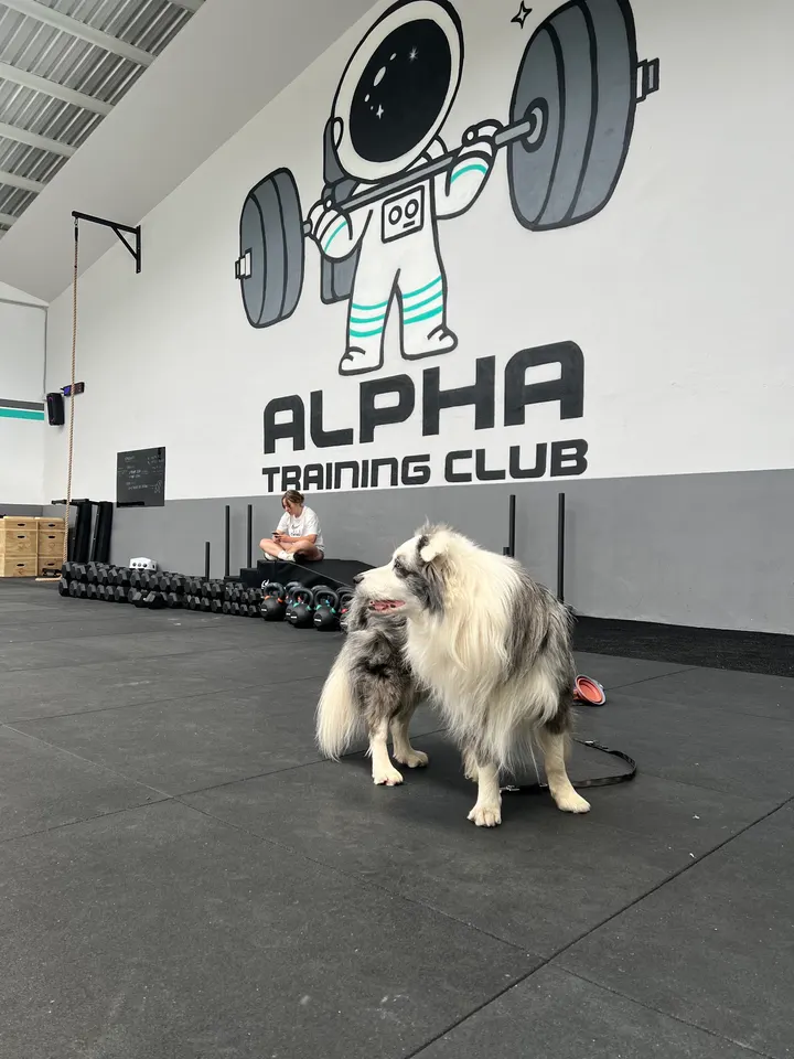 Alpha Training Club — crossfit-studio en Polígono Industrial Los Villares, Villares de la Reina — 2