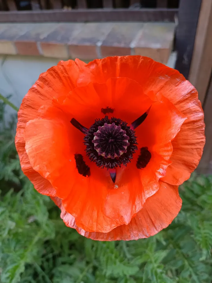 Wild Lotus Yoga — yoga-studio à Montmélian, Samoreau — 3