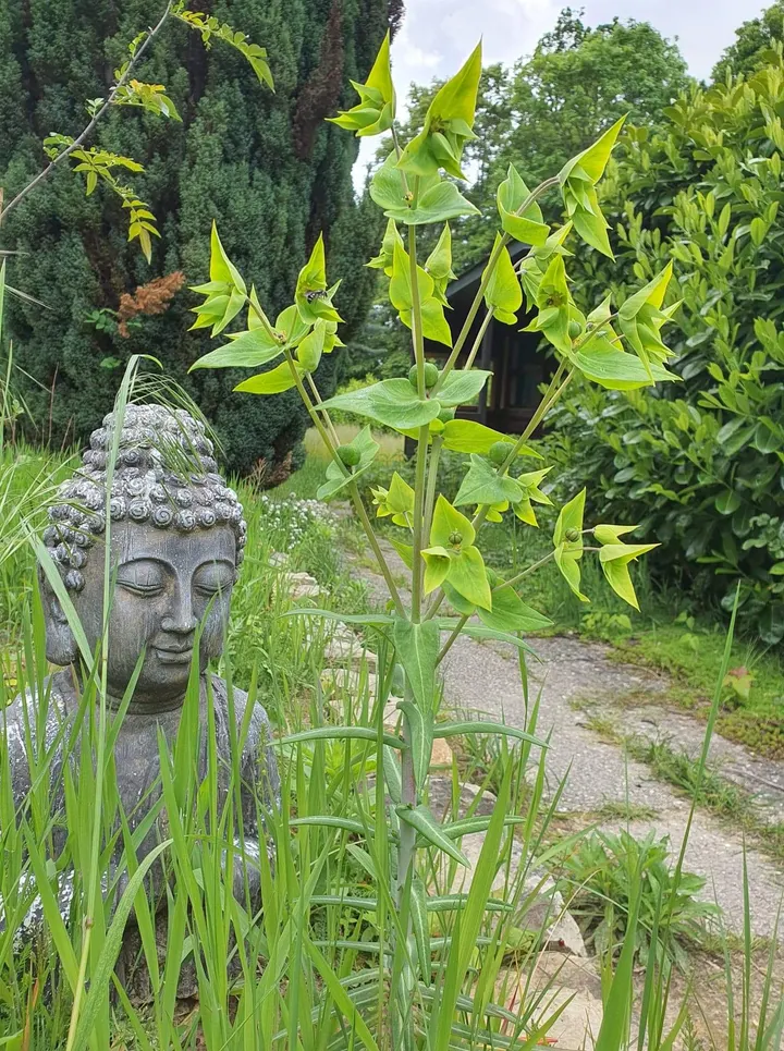 Wild Lotus Yoga — yoga-studio à Samoreau — 5