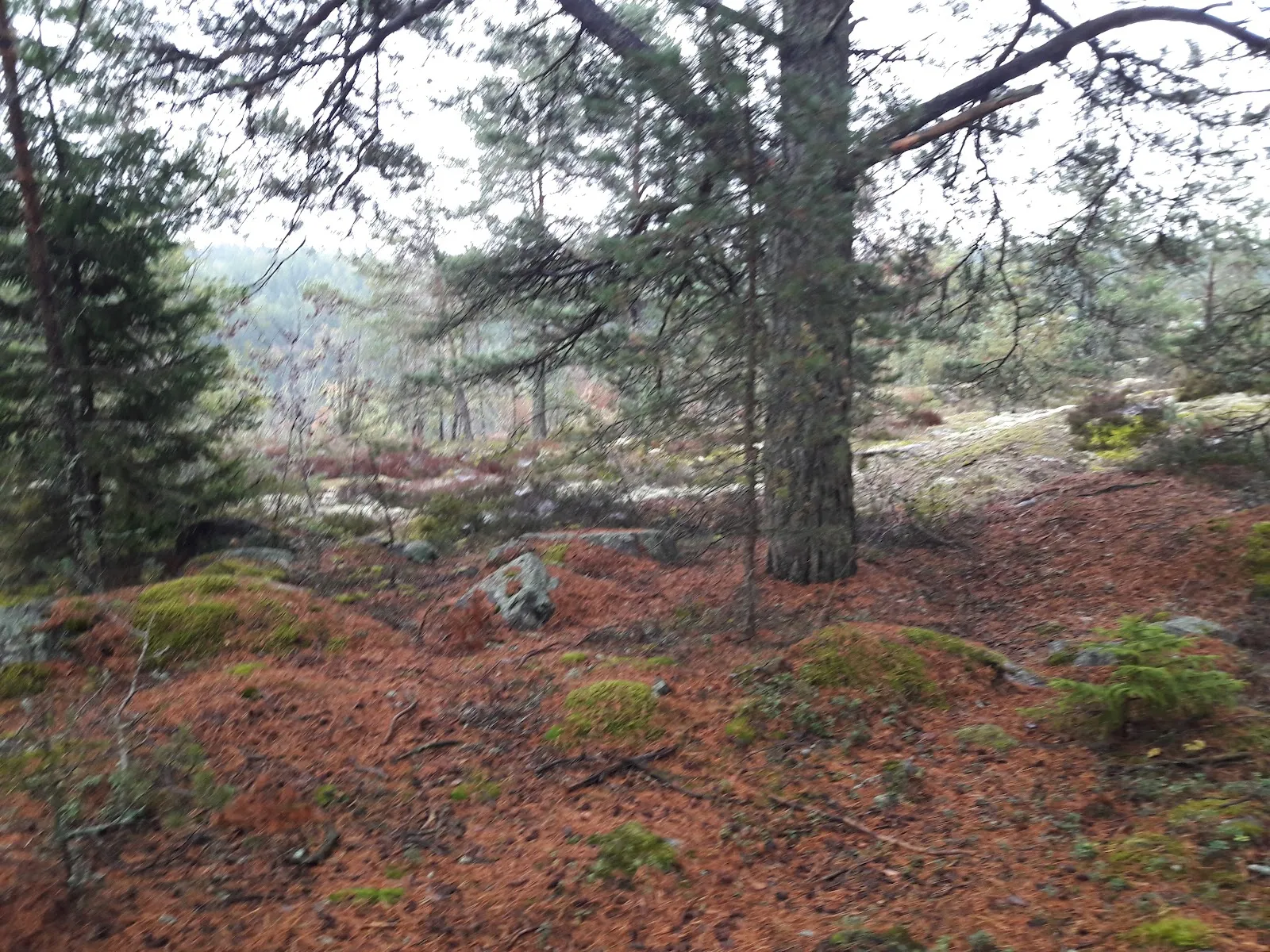Ryssgraven climbing area — klättring-studio i Kungsängen — bild 3