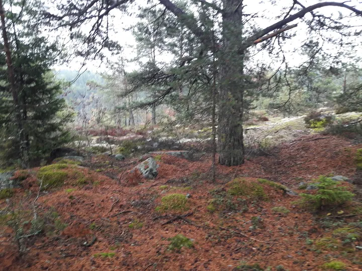 Ryssgraven climbing area — klättring-studio i Kungsängen — 3