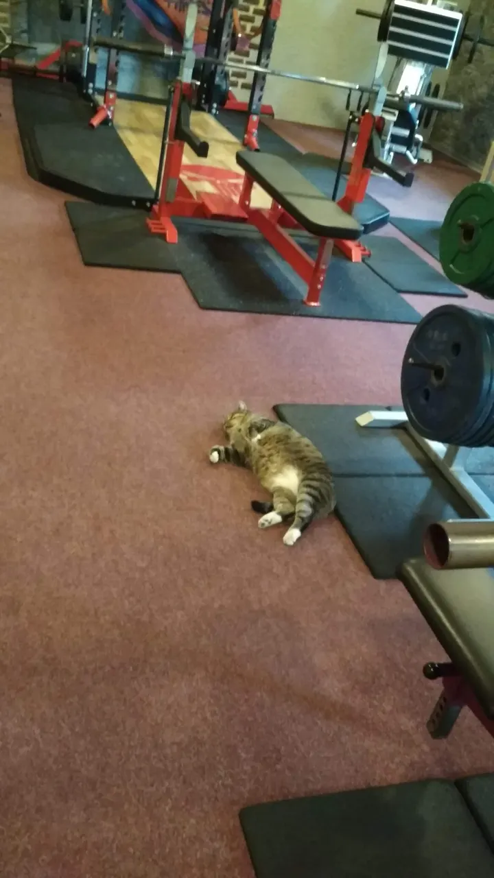 Alpha Fitness — Fitnessstudio in Jahnviertel, Neubrandenburg