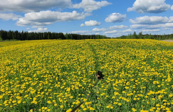 Luonnon mukaan — wellness-studio – Siilinjärvi — 3